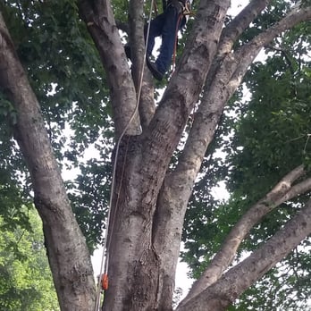 Highpoint Tree Care - Tree Services Near Me