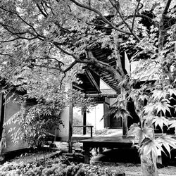 Shofuso Japanese Cultural Center - Shofuso -- in May