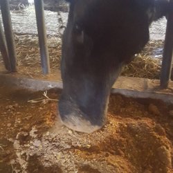 Stamford Farmers - Nothing but the best for our steer. Beef finisher makes the tastiest beef