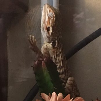 East Bay Vivarium - Harrison is our beardie sold to us with the needed knowledge! Thanks EBV - Reptile Shops Near Me - Berkeley, California East Bay Vivarium - Harrison is our beardie sold to us with the needed knowledge! Thanks EBV - Reptile Shops Near Me - Berkeley, California