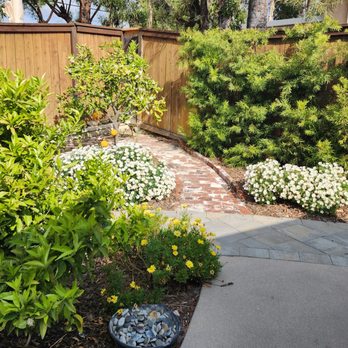 Parga Landscape & Trees - Side Yard Citrus Grove - Landscaping Near Me