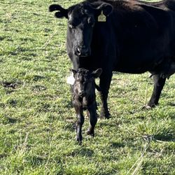 Wagon Bridge Farms - We raise our cows from birth to finish! Here's a mom and her new baby