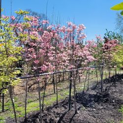 Berl Williams Landscaping & Nursery