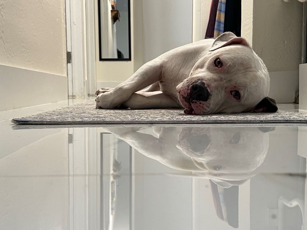 FARLEY VETERINARY CLINIC Updated September 2024 13 Reviews 6487