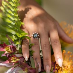 Protea Collection