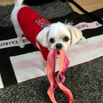 Oasis Pet Spa & Grooming - Pet Groomers Near Me - Fullerton, California