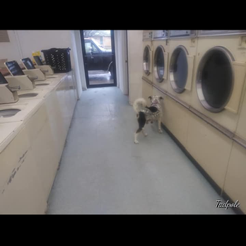 Texoma Veterinary Hospital - Veterinarians Near Me - Sherman, Texas
