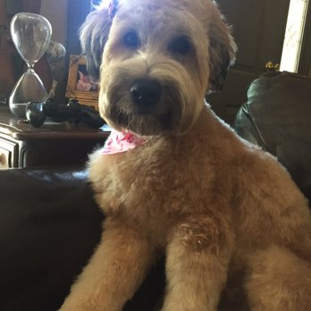 Happy Puppy - Thank you again for doing an amazing job on my dog Peggy!! she looks so beautiful.. i love it!! - Pet Groomers Near Me - Fullerton, California