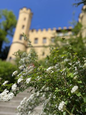 Hohenschwangau Castle by null