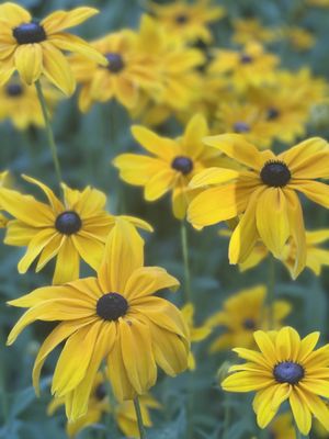 Red Butte Garden and Arboretum by null