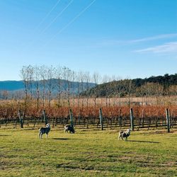 Devils Corner Wines - Vineyard & Sheep