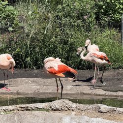 Tracy Aviary