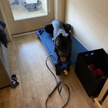Elevated Canine Academy - Onyx in place. - Pet Training Near Me