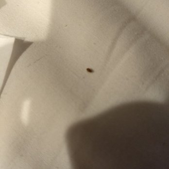 Relax Inn - Bed bugs - Hotels Near Me - Flagstaff, Arizona Relax Inn - Bed bugs - Hotels Near Me - Flagstaff, Arizona