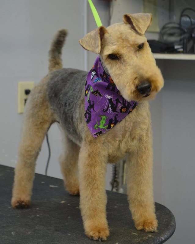 Hillcrest Kennel and Grooming - pet boarding facility in Nashville, TN