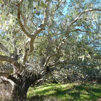 Los Osos Oaks State Reserve - Large oak - Hiking Near Me - Los Osos, California Los Osos Oaks State Reserve - Large oak - Hiking Near Me - Los Osos, California