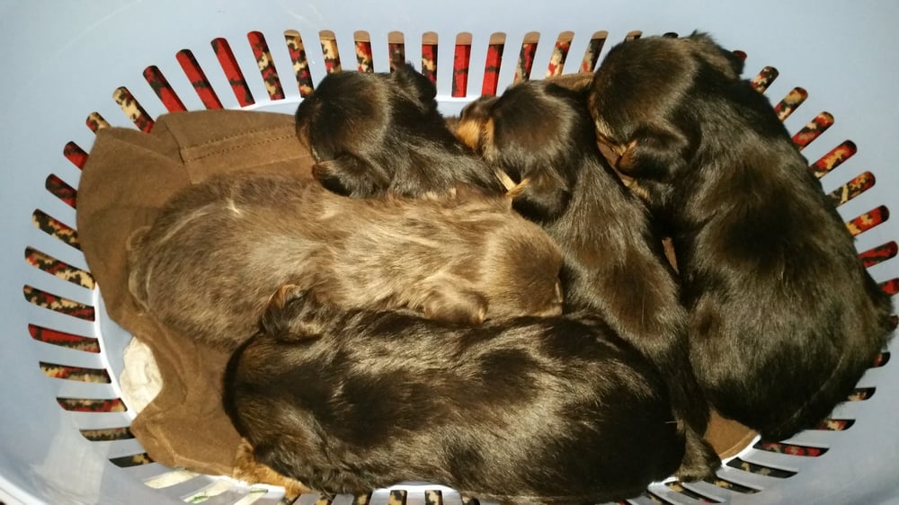 TOP NOTCH YORKIES Oxnard, California Pet Stores Phone Number Yelp