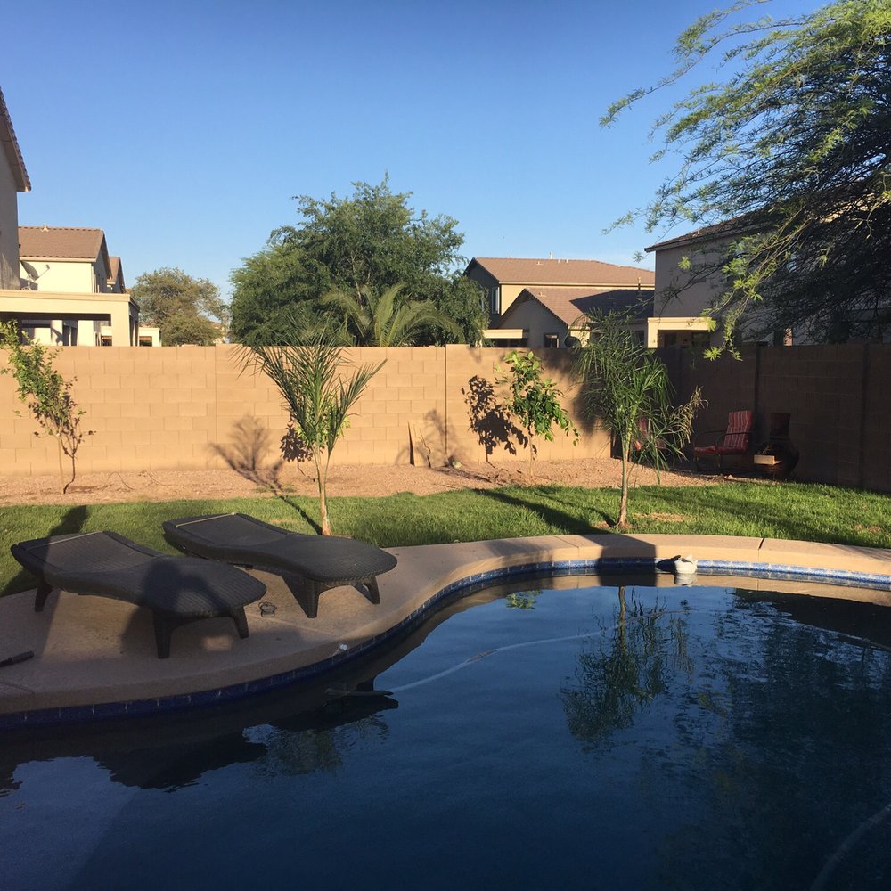 Treeland Nurseries - Pic of two of the Queen Palms and the citrus trees in the background. - Nurseries & Gardening Near Me - Mesa, Arizona