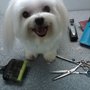 Photo of At the Curb Mobile Dog Grooming