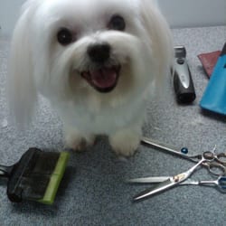 At the Curb Mobile Dog Grooming - Max the Maltese
