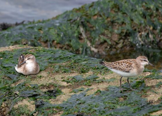 Sandy Hook – Gateway National Recreation Area by null