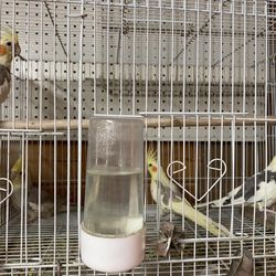El Rancho Feed store - Their tails so broken..cage looks so plain and unwelcoming for the birds & their water is piping hot