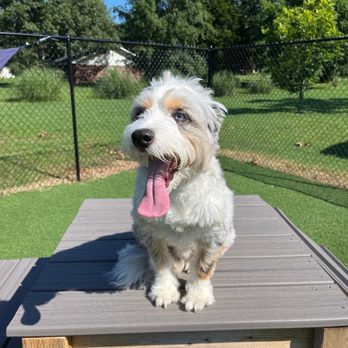 The Puppy Barn - One happy pup - Pet Boarding Near Me - Poynor, Texas
