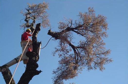 Marcell Landscaping and Tree Service - tree service in Gaithersburg, MD