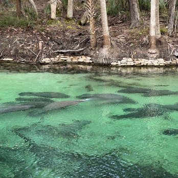 Blue Spring State Park - So many babies! A picture doesn't give it justice. - Parks Near Me - Orange City, Florida Blue Spring State Park - So many babies! A picture doesn't give it justice. - Parks Near Me - Orange City, Florida