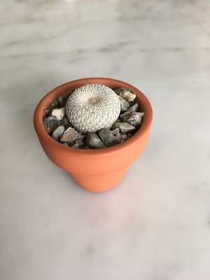 Cactus Store by null