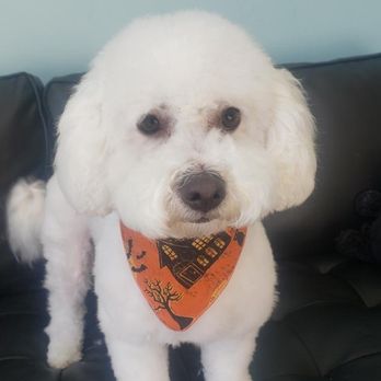 Lucky Paws Pet Spa - Pet Groomers Near Me - South Jordan, Utah Lucky Paws Pet Spa - Pet Groomers Near Me - South Jordan, Utah