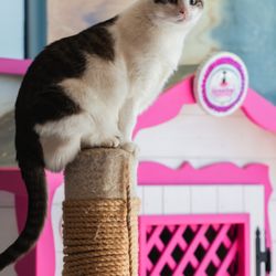 Cat Suite Hotel