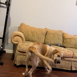 Save A Mutt Kennel - What he is now this is a big dog and still growing