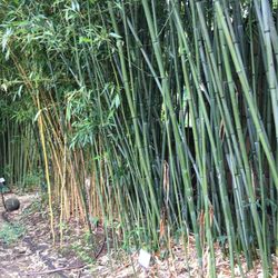 Clinton Bamboo Growers - Thick azz stalk