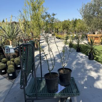 Louie's Nursery - Nurseries & Gardening Near Me - Riverside, California