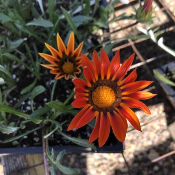 DM Color Express Nursery - Nurseries & Gardening Near Me - San Diego, California DM Color Express Nursery - Nurseries & Gardening Near Me - San Diego, California