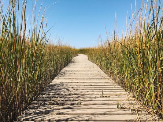 Mass Audubon Wellfleet Bay Wildlife Sanctuary by null