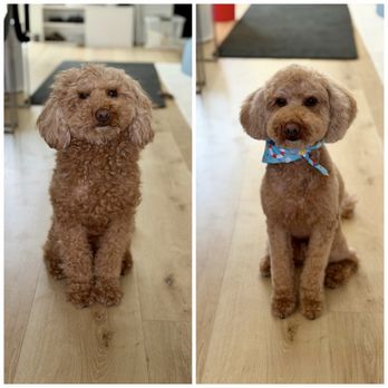 Bella Banana Pet Spa - Pet Groomers Near Me - Torrance, California Bella Banana Pet Spa - Pet Groomers Near Me - Torrance, California