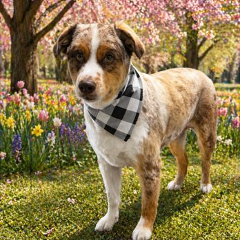 Bark Alley - Pet Groomers Near Me - Bentonville, Arkansas Bark Alley - Pet Groomers Near Me - Bentonville, Arkansas