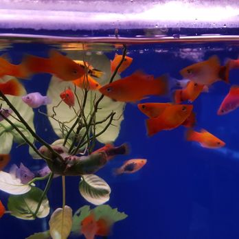 King Aquarium - Platy - Pet Stores Near Me - San Jose, California