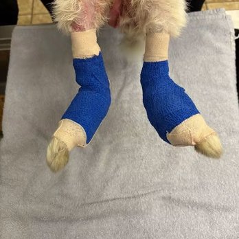 Kinder Haus Montessori - Bandaged up at the vets office once he was rescued from Kinder Haus - Montessori Schools Near Me - Mandeville, Louisiana