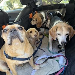 Frida's Premium Pet Services - Doggies pick up