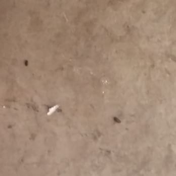Public Storage - Rat feces!! My unit was infested with rats and Roaches.. - Self Storage Near Me - Stockton, California Public Storage - Rat feces!! My unit was infested with rats and Roaches.. - Self Storage Near Me - Stockton, California