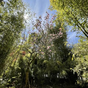 Bamboo Giant Nursery and Gardens - Nurseries & Gardening Near Me - Aptos, California Bamboo Giant Nursery and Gardens - Nurseries & Gardening Near Me - Aptos, California