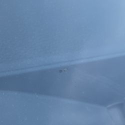 Autoshield - Windshield chip after