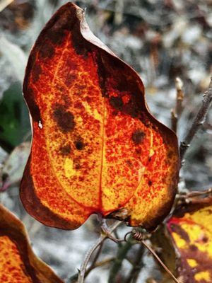 Island Beach State Park by null