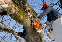 All Star Tree Service - tree service in Huntsville, AL