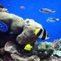 Photo of Aquatic Dreams