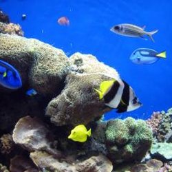 Aquatic Dreams - Aquatic Dreams