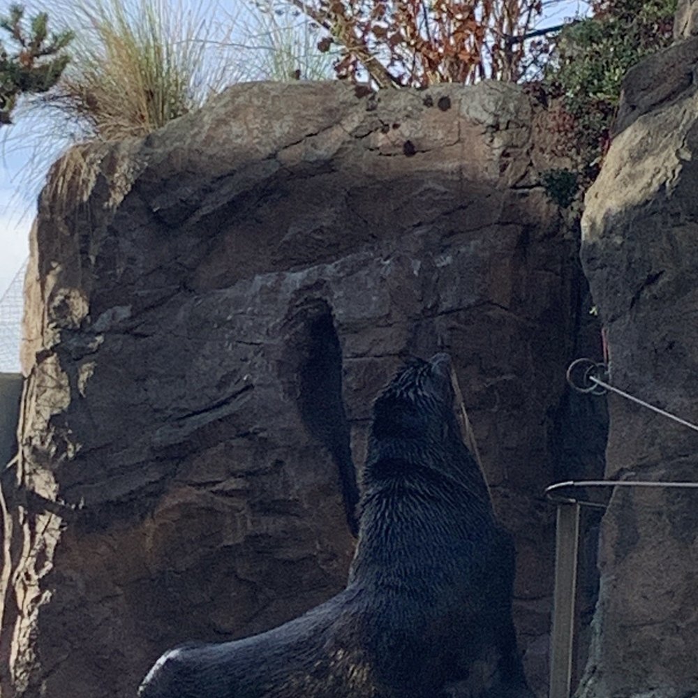 Seattle Aquarium - Fur Seal - Aquariums Near Me - Seattle, Washington Seattle Aquarium - Fur Seal - Aquariums Near Me - Seattle, Washington